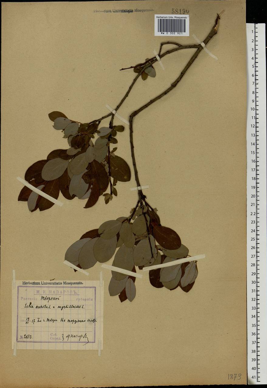 Salix myrsinifolia subsp. myrsinifolia, Eastern Europe, North-Western region (E2) (Russia)