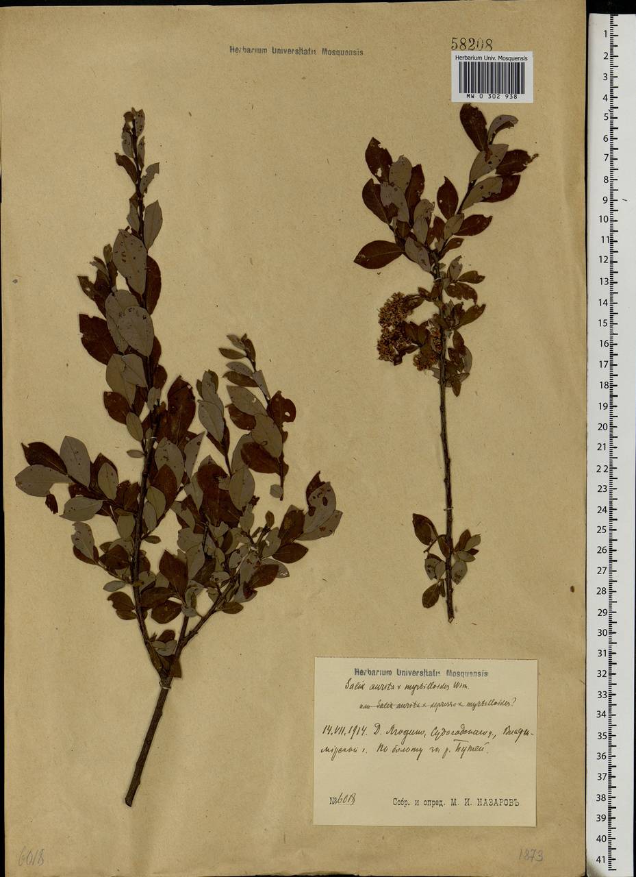 Salix myrsinifolia subsp. myrsinifolia, Eastern Europe, Central region (E4) (Russia)