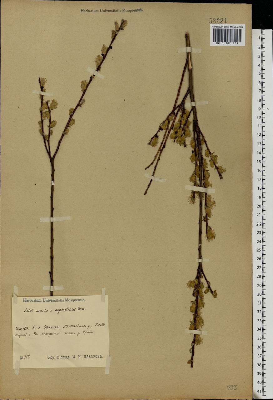 Salix myrsinifolia subsp. myrsinifolia, Eastern Europe, Central region (E4) (Russia)