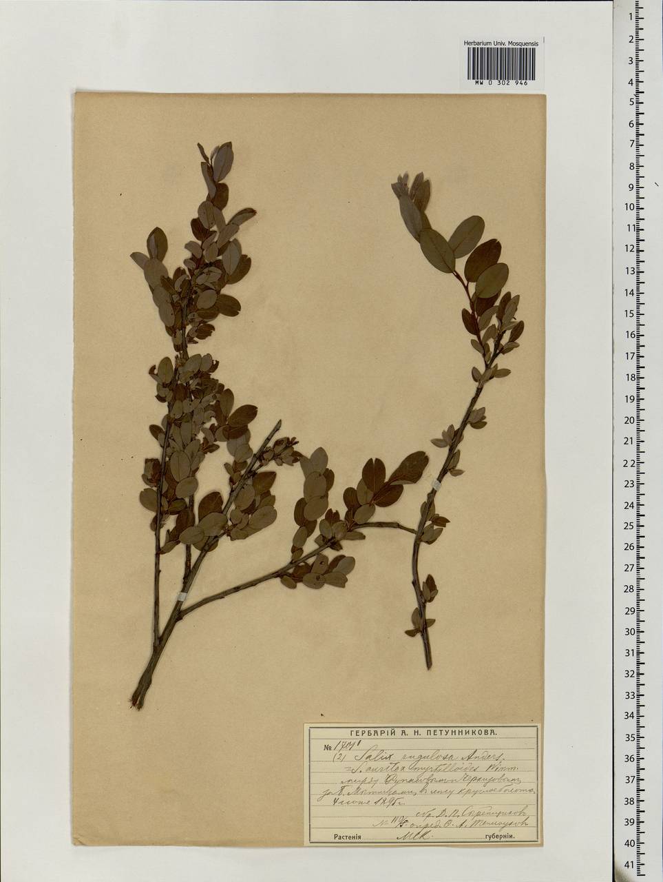 Salix myrsinifolia subsp. myrsinifolia, Eastern Europe, Moscow region (E4a) (Russia)