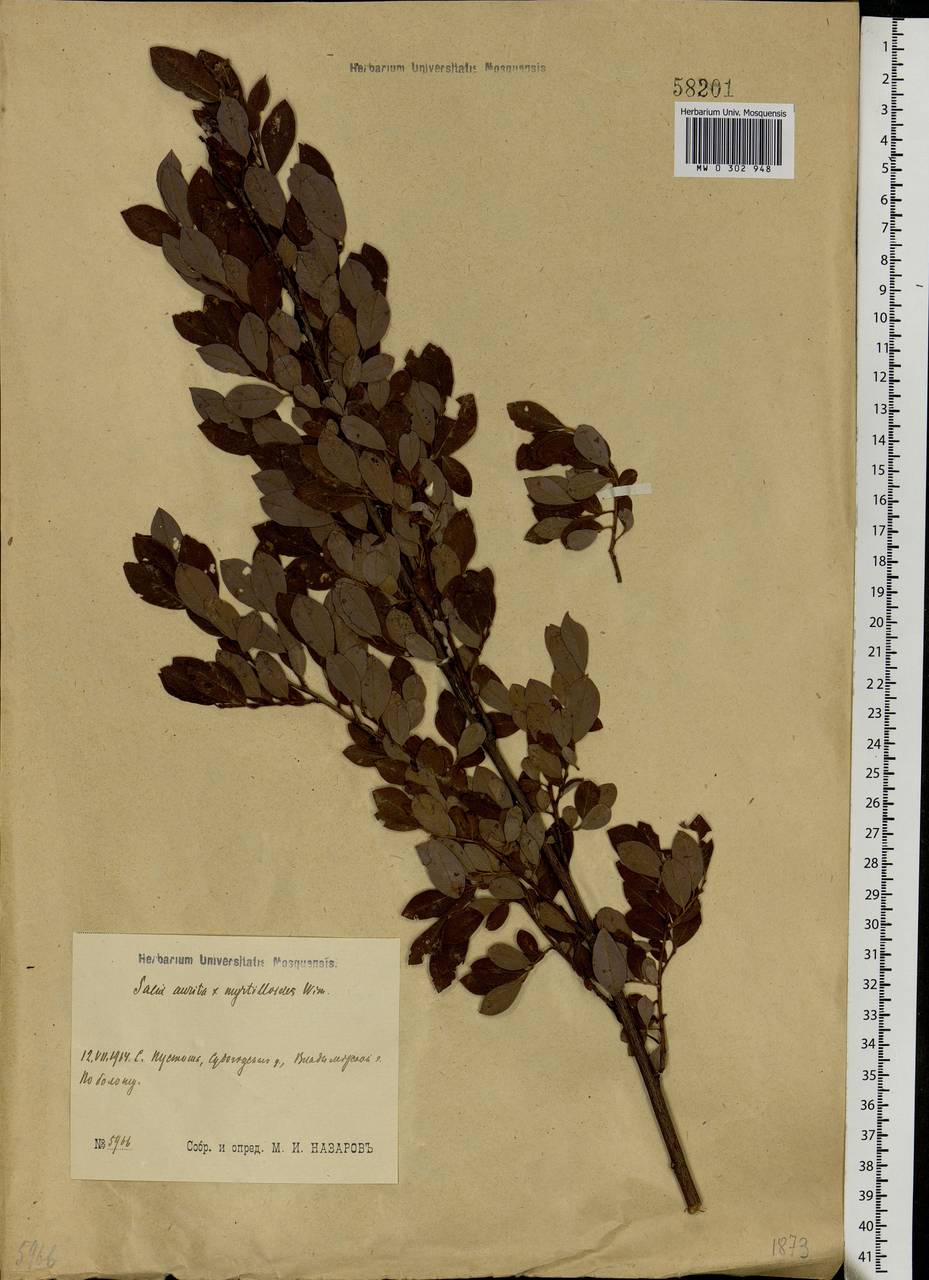 Salix myrsinifolia subsp. myrsinifolia, Eastern Europe, Moscow region (E4a) (Russia)
