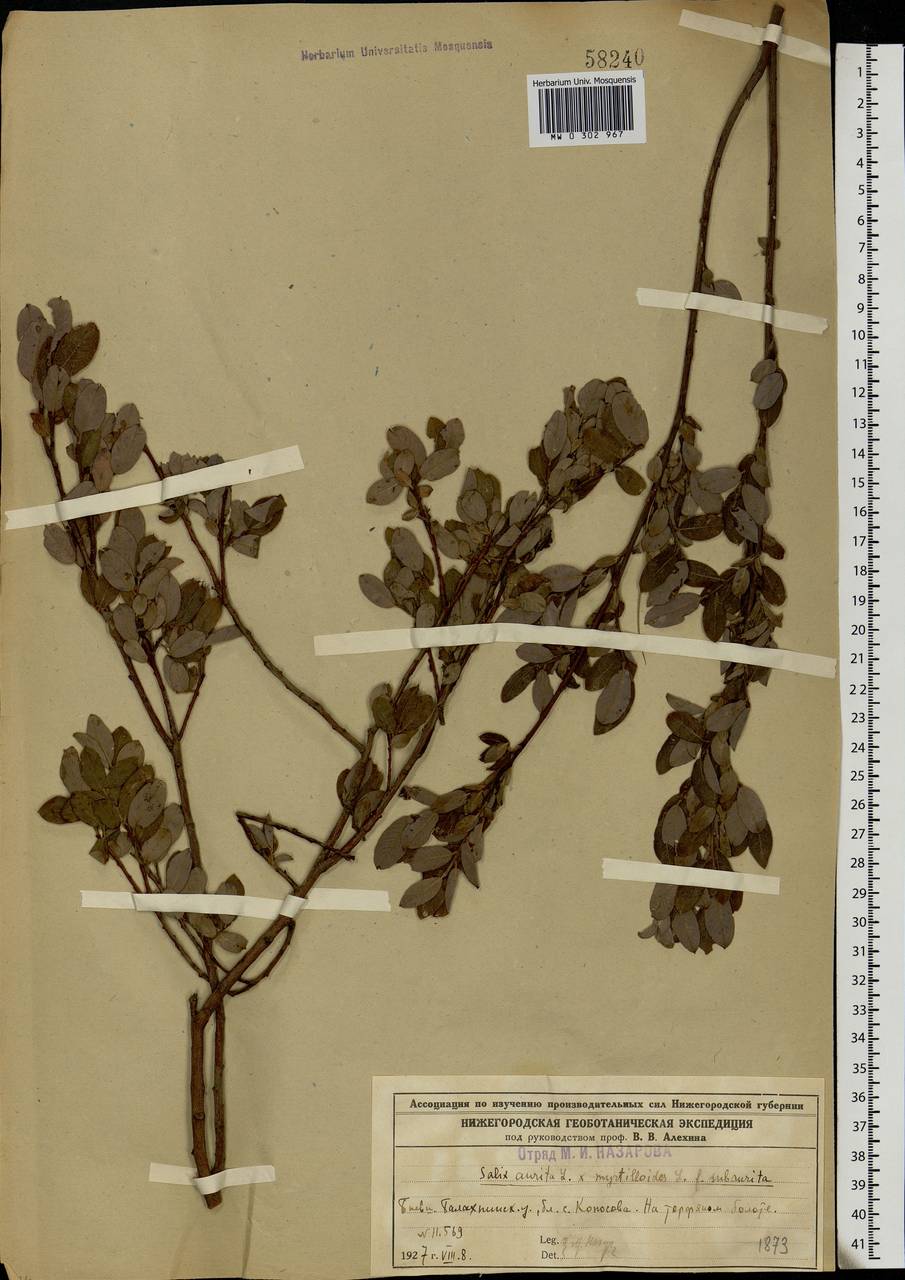 Salix myrsinifolia subsp. myrsinifolia, Eastern Europe, Volga-Kama region (E7) (Russia)
