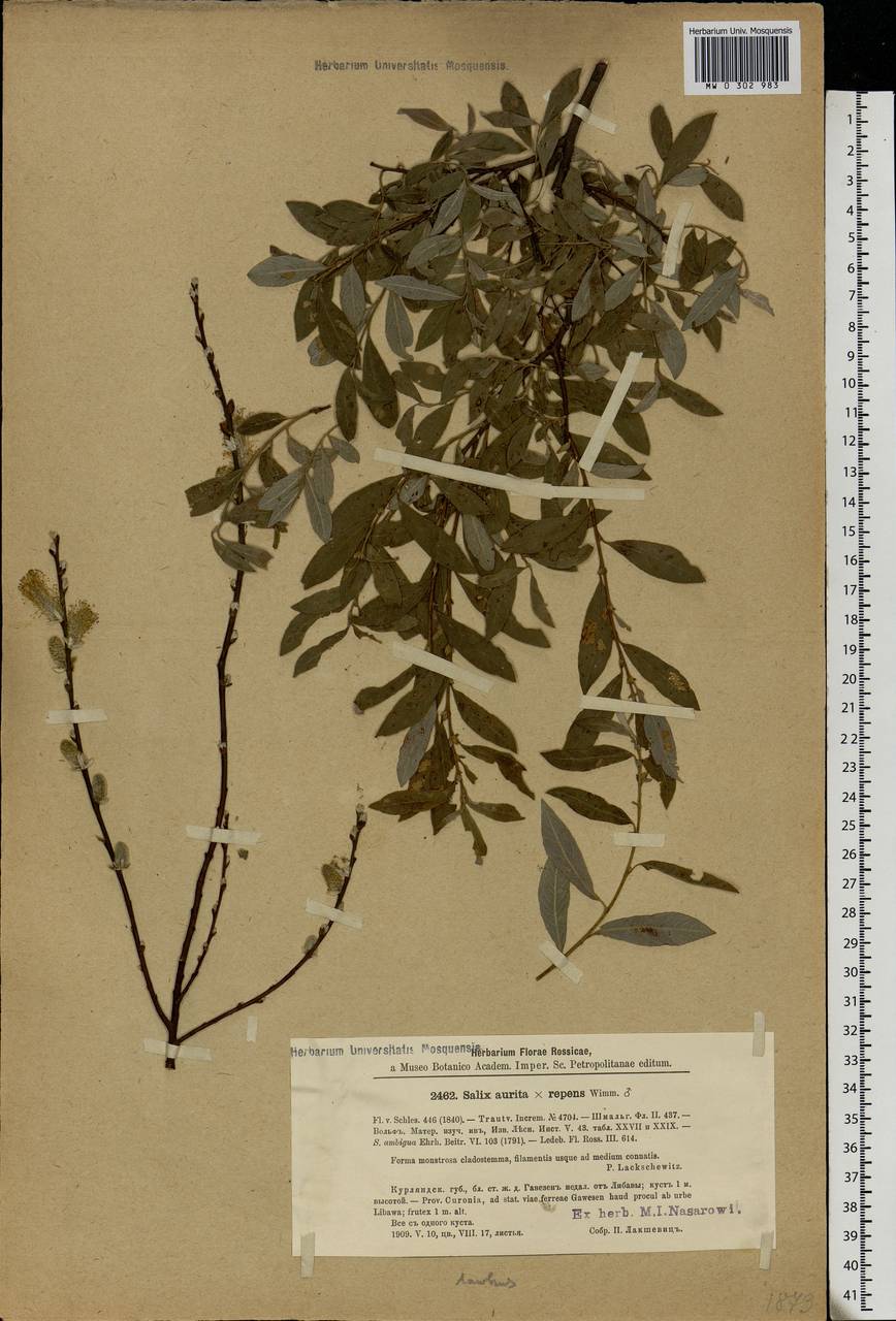 Salix aurita × rosmarinifolia, Eastern Europe, Latvia (E2b) (Latvia)