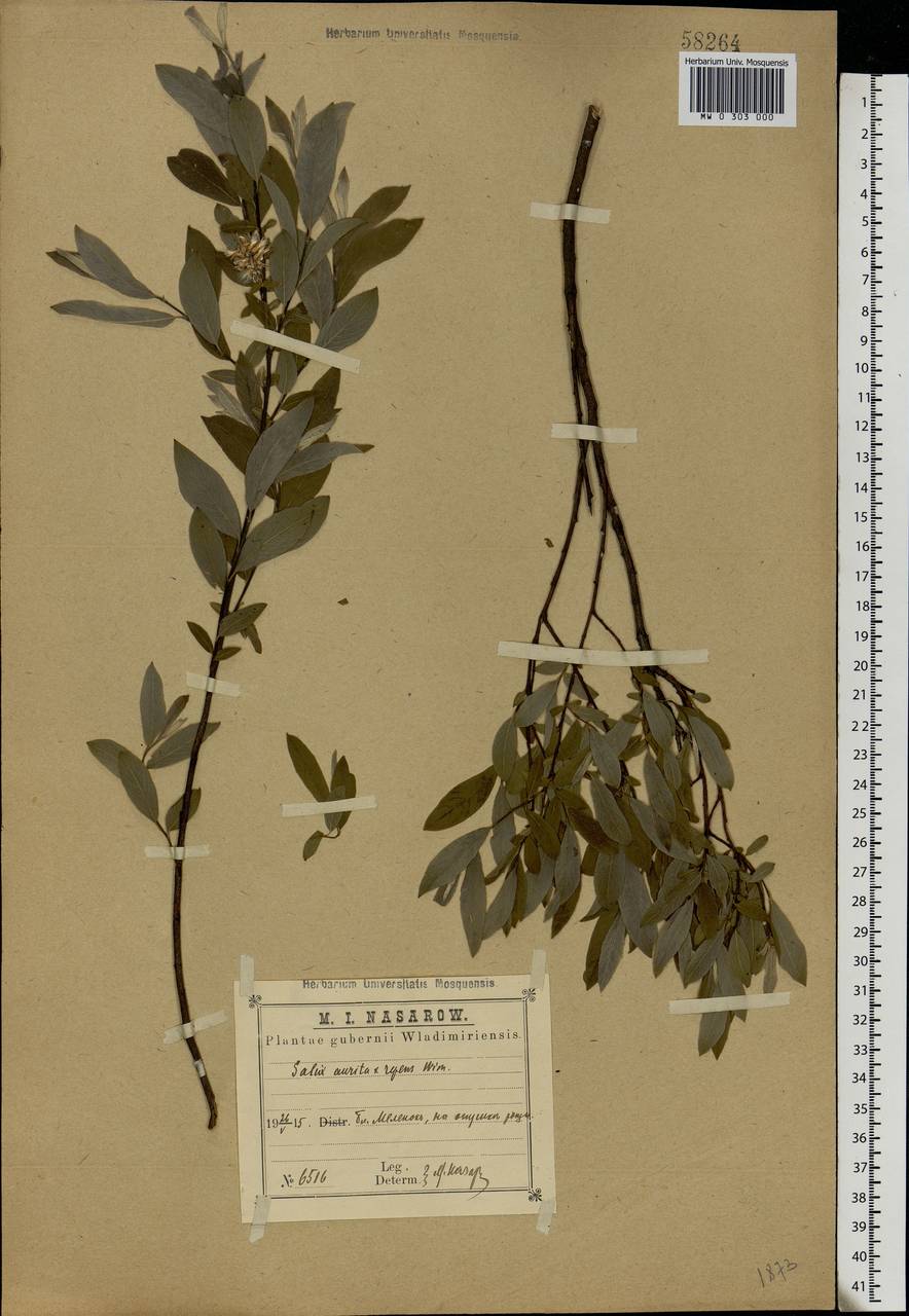 Salix aurita × rosmarinifolia, Eastern Europe, Central region (E4) (Russia)