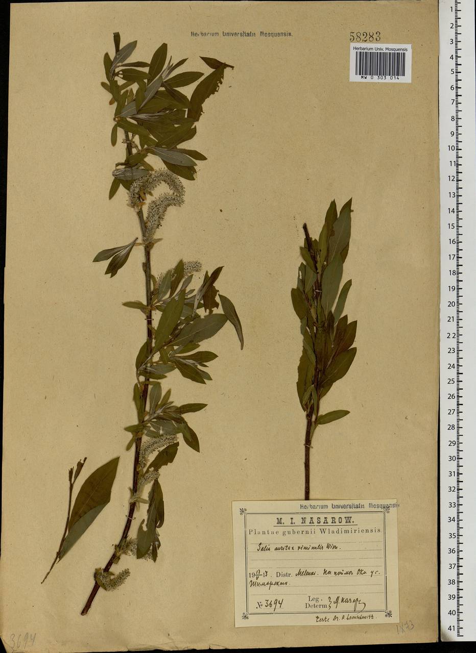 Salix aurita × viminalis, Eastern Europe, Central region (E4) (Russia)