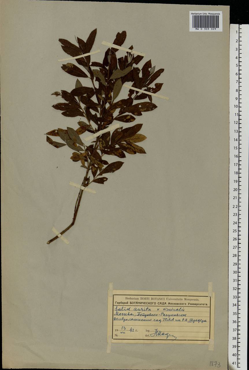 Salix aurita × viminalis, Eastern Europe, Moscow region (E4a) (Russia)
