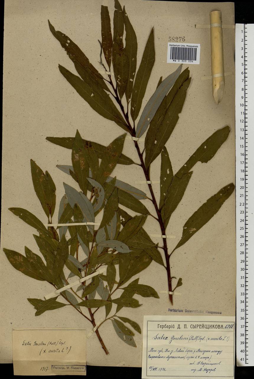 Salix aurita × viminalis, Eastern Europe, Moscow region (E4a) (Russia)
