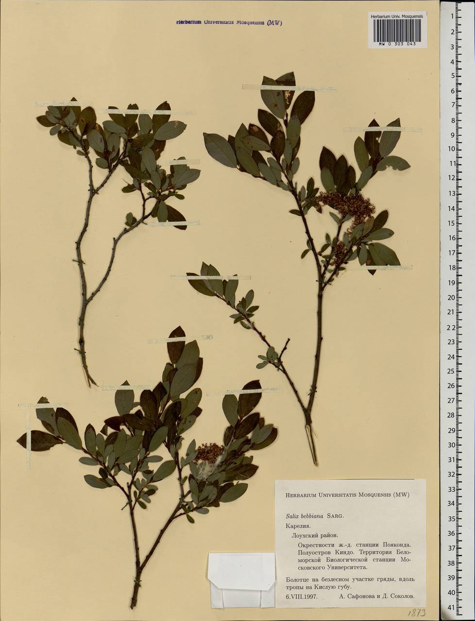 Salix bebbiana Sarg., Eastern Europe, Northern region (E1) (Russia)