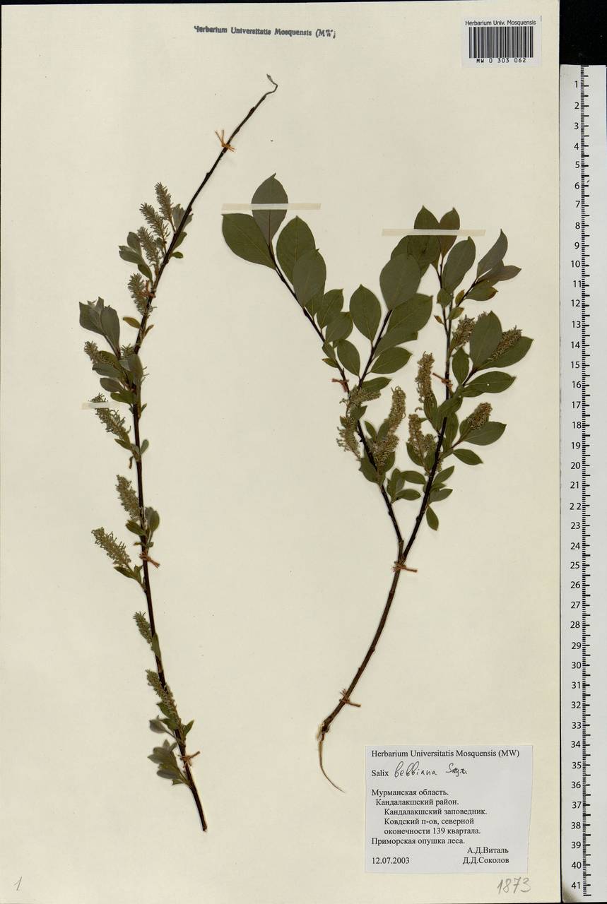 Salix bebbiana Sarg., Eastern Europe, Northern region (E1) (Russia)