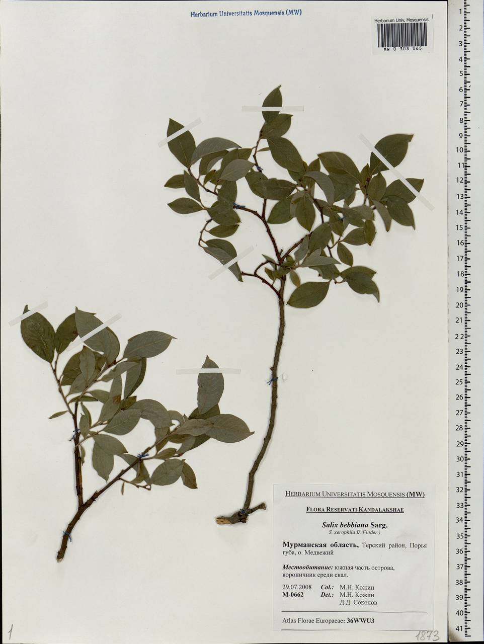 Salix bebbiana Sarg., Eastern Europe, Northern region (E1) (Russia)