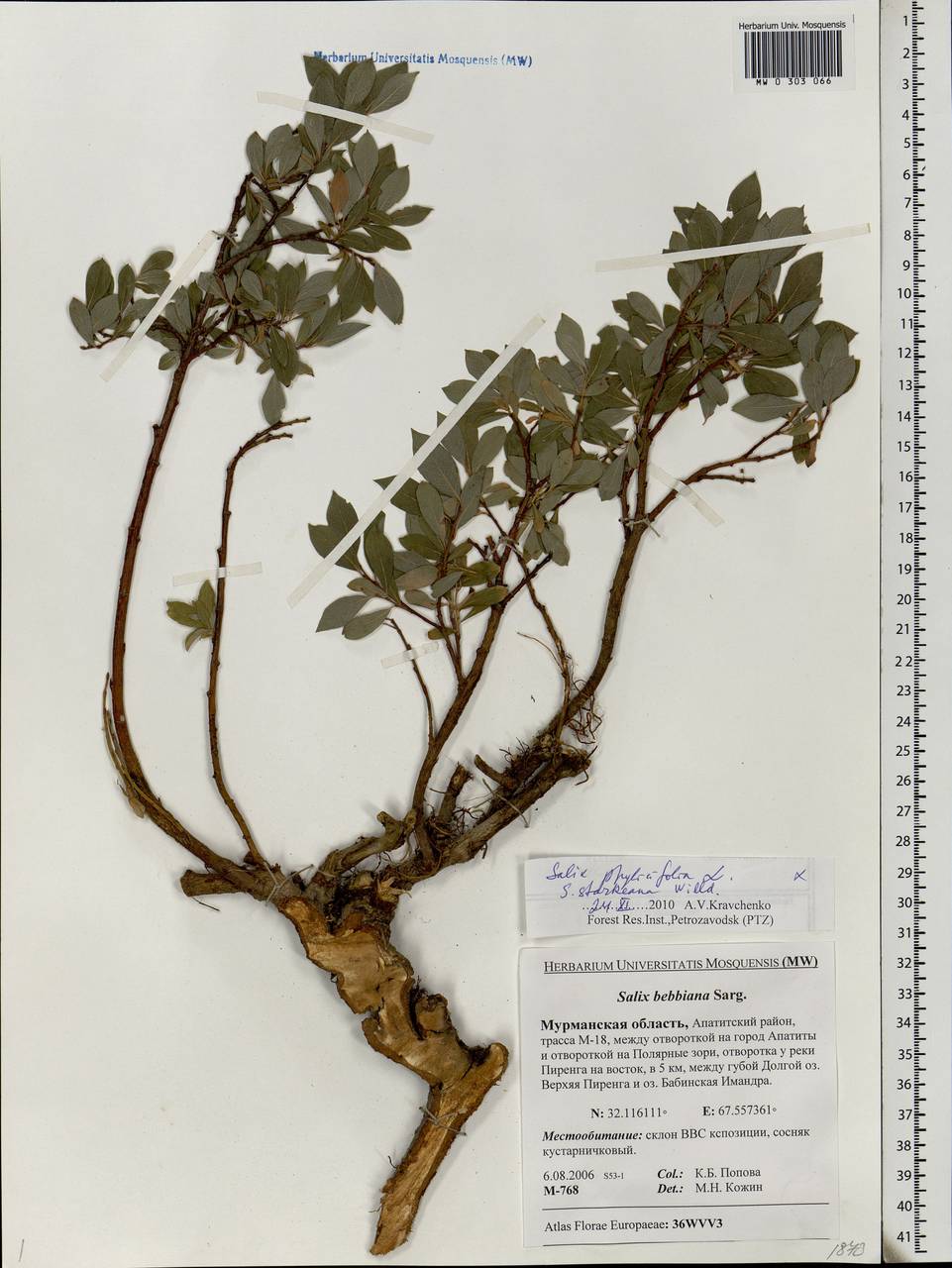 Salix bebbiana Sarg., Eastern Europe, Northern region (E1) (Russia)