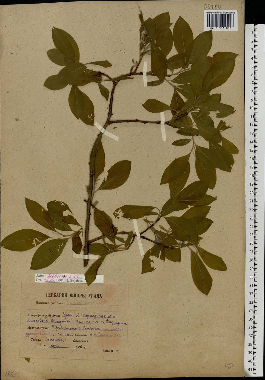 Salix bebbiana Sarg., Eastern Europe, Eastern region (E10) (Russia)