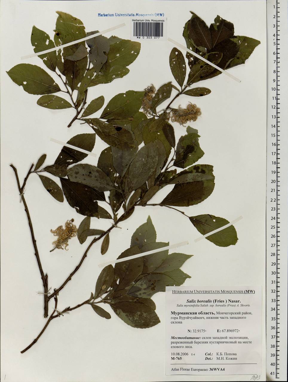 Salix myrsinifolia subsp. borealis (Fr.) Hyl., Eastern Europe, Northern region (E1) (Russia)