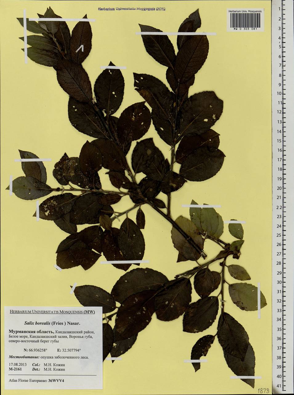 Salix myrsinifolia subsp. borealis (Fr.) Hyl., Eastern Europe, Northern region (E1) (Russia)