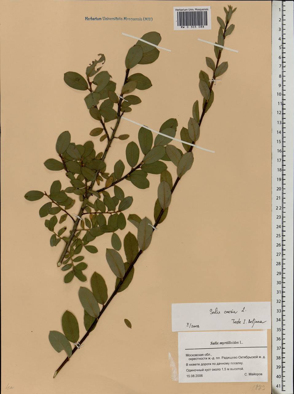 Salix caesia, Eastern Europe, Moscow region (E4a) (Russia)