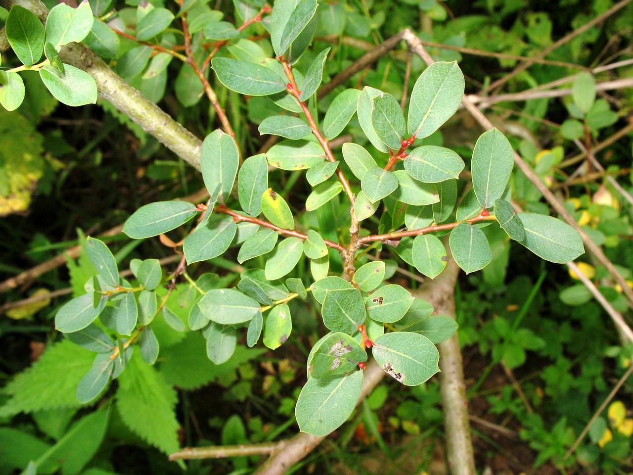 Salix caesia, Eastern Europe, Moscow region (E4a) (Russia)