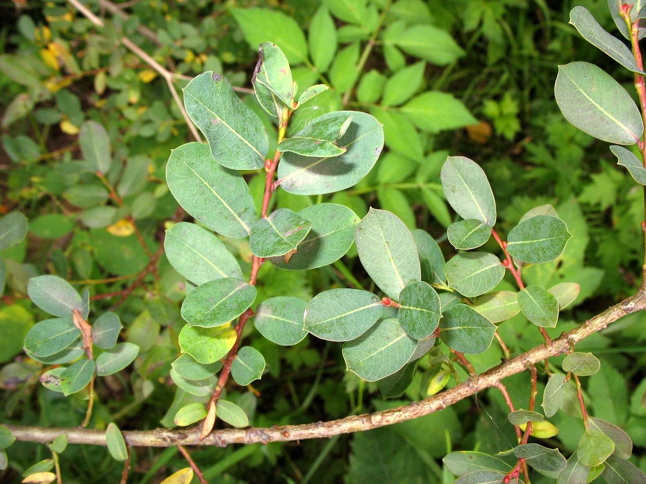 Salix caesia, Eastern Europe, Moscow region (E4a) (Russia)