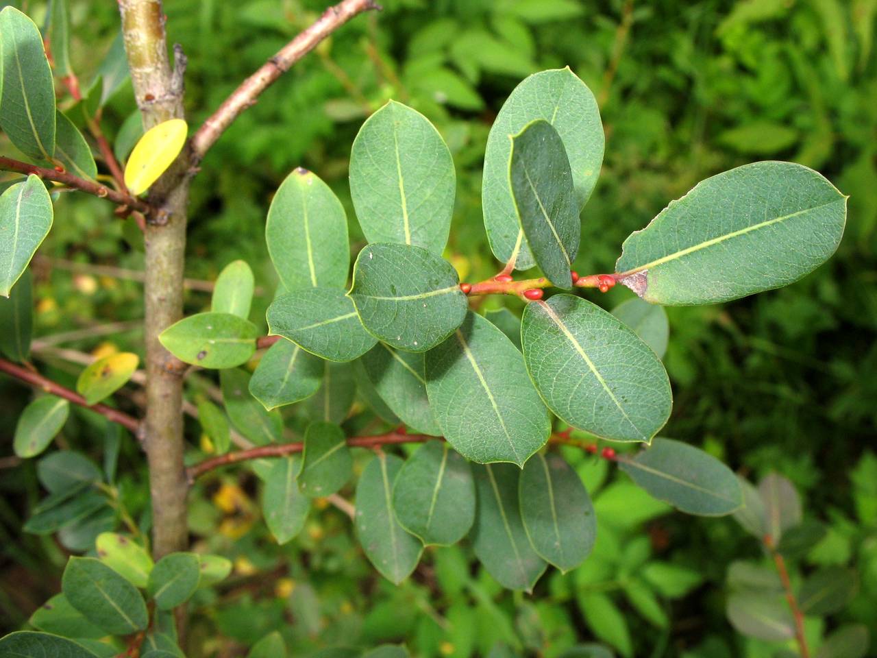 Salix caesia, Eastern Europe, Moscow region (E4a) (Russia)