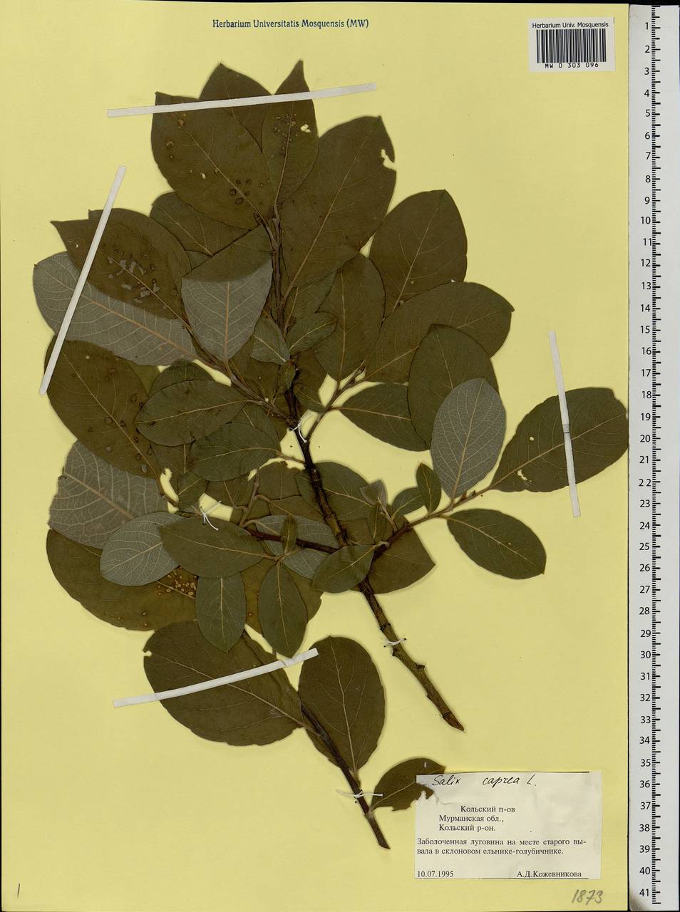Salix caprea L., Eastern Europe, Northern region (E1) (Russia)
