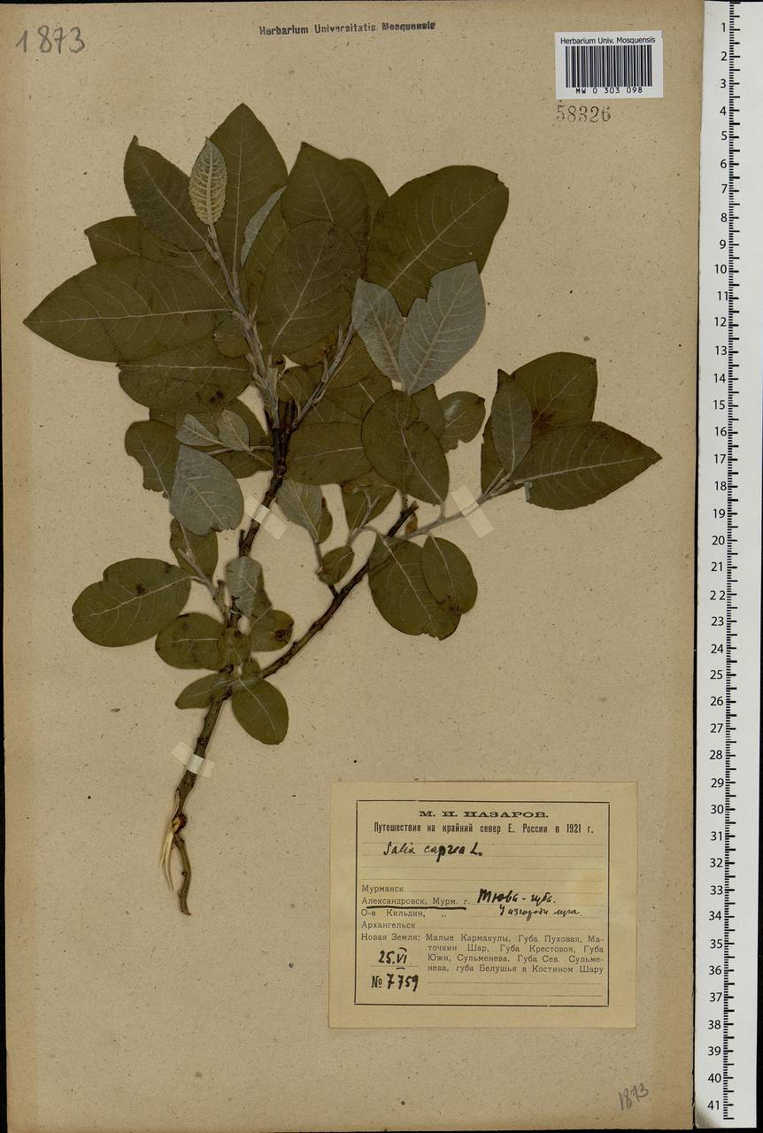 Salix caprea L., Eastern Europe, Northern region (E1) (Russia)