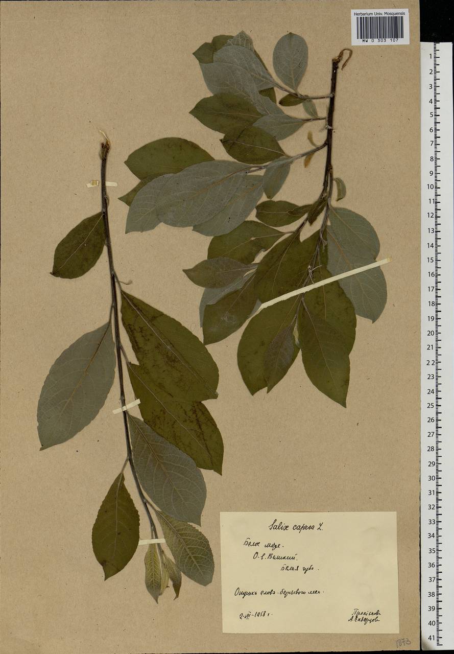 Salix caprea L., Eastern Europe, Northern region (E1) (Russia)