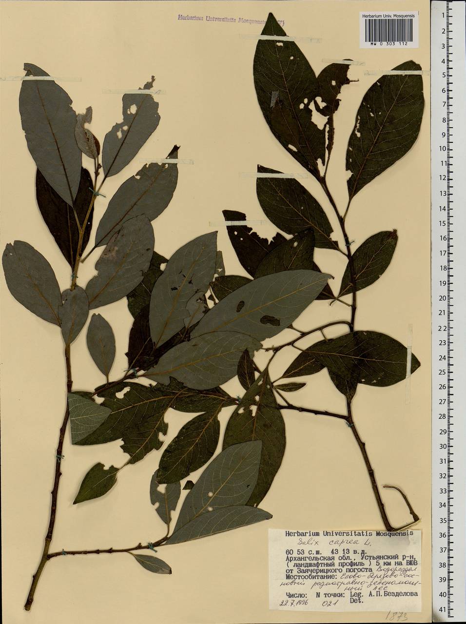 Salix caprea L., Eastern Europe, Northern region (E1) (Russia)