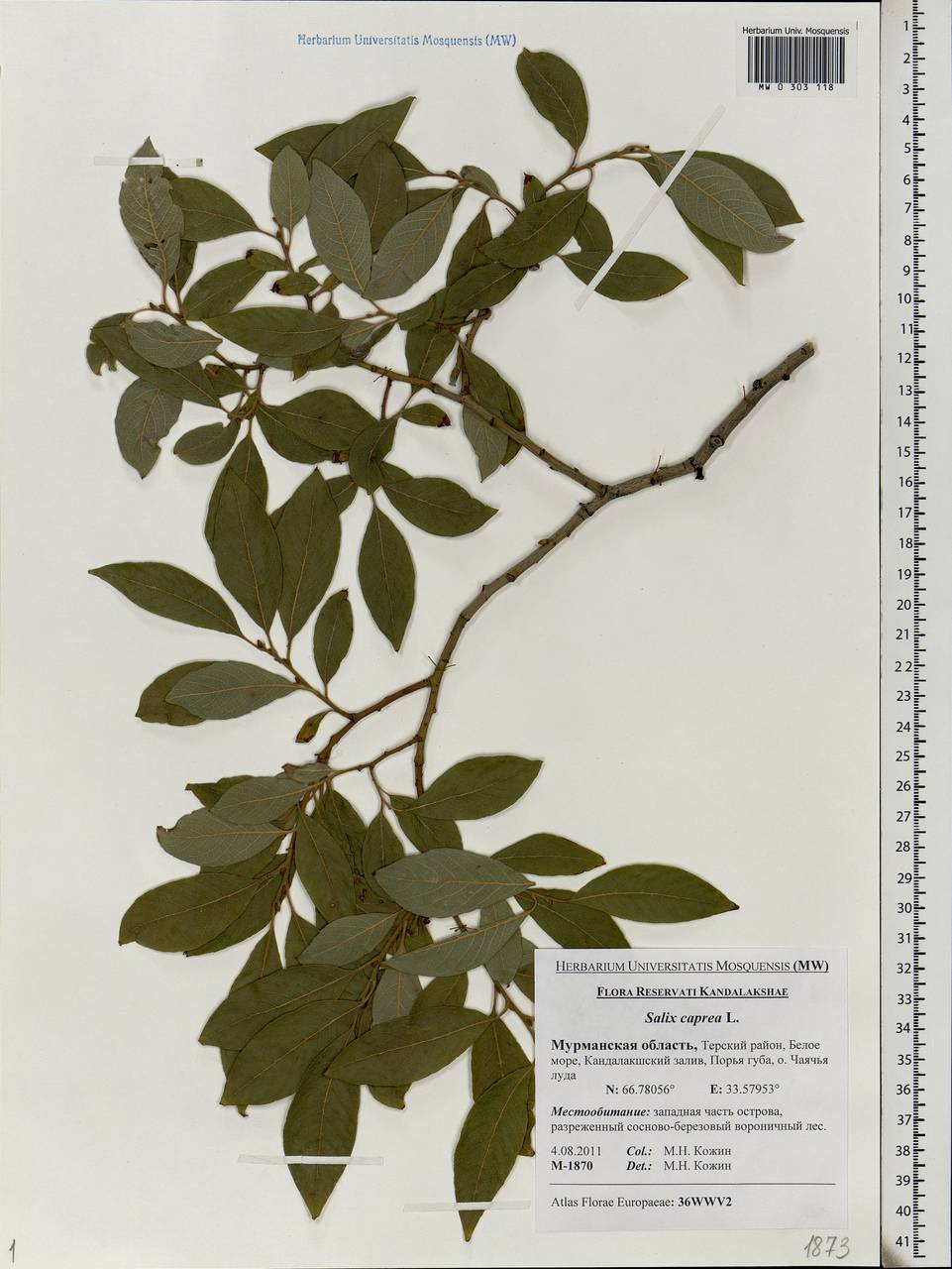 Salix caprea L., Eastern Europe, Northern region (E1) (Russia)