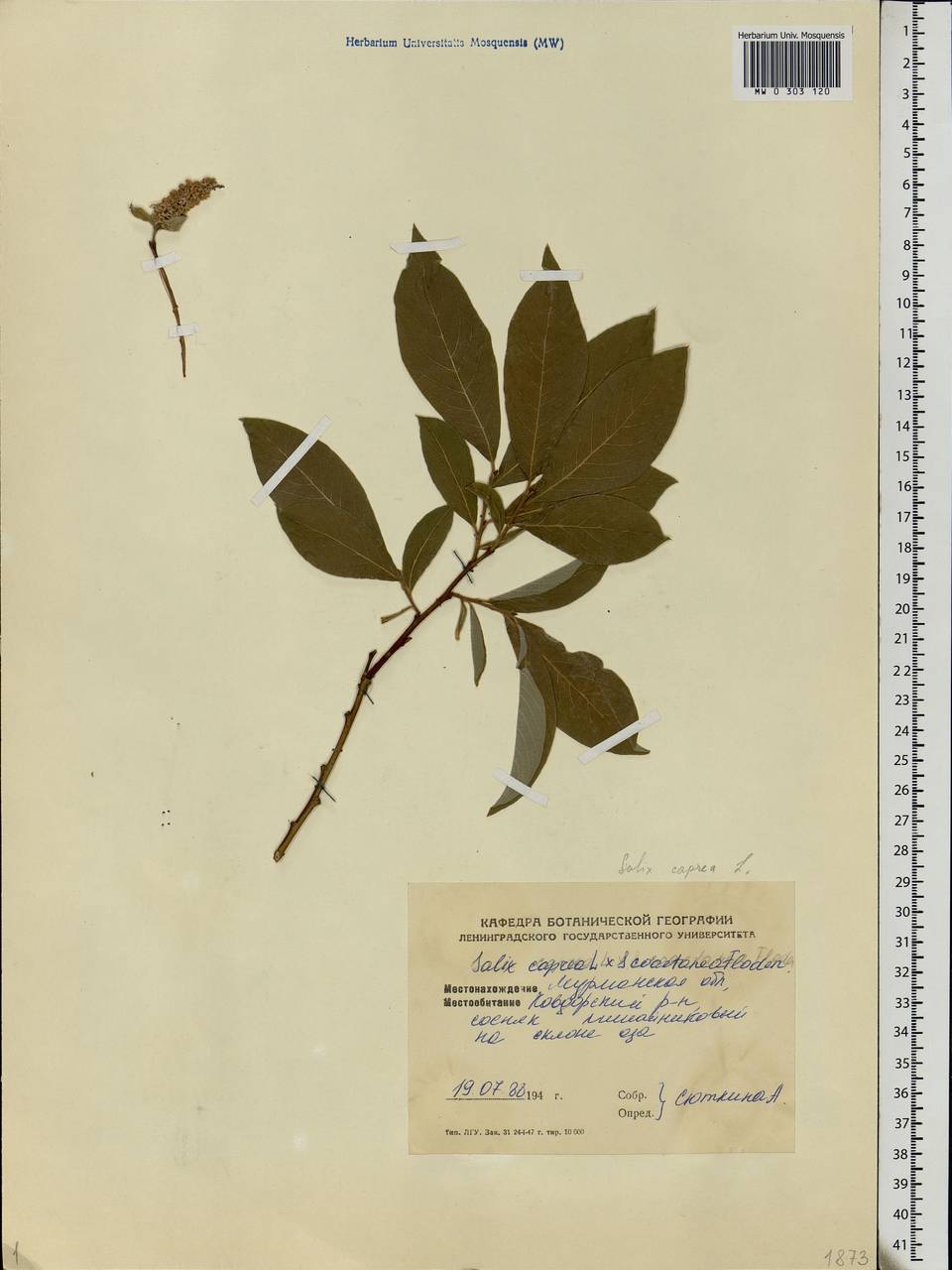 Salix caprea L., Eastern Europe, Northern region (E1) (Russia)