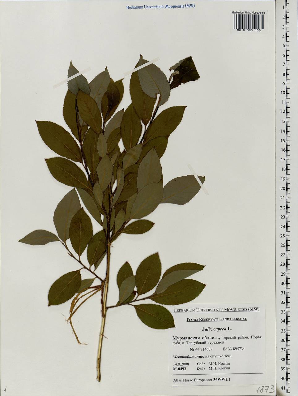 Salix caprea L., Eastern Europe, Northern region (E1) (Russia)