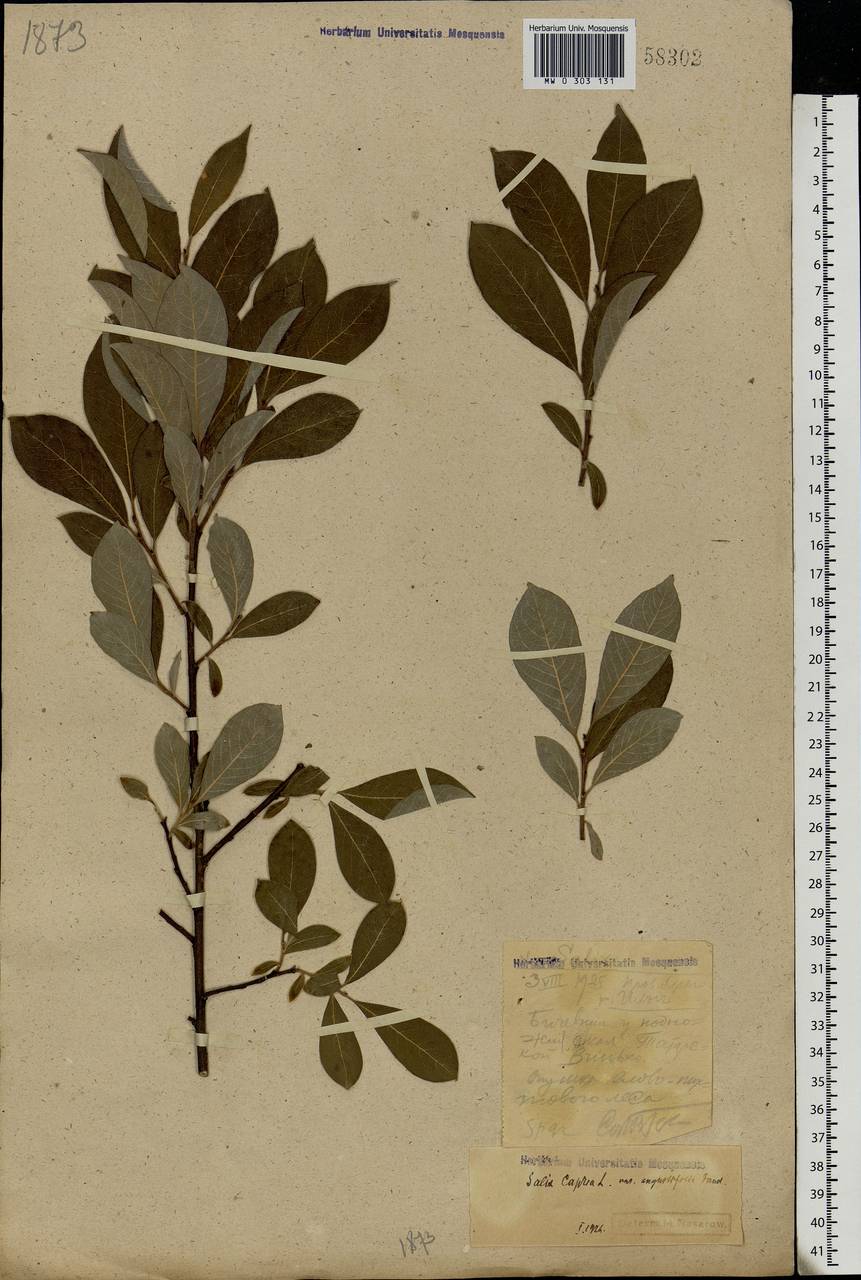 Salix caprea L., Eastern Europe, Northern region (E1) (Russia)