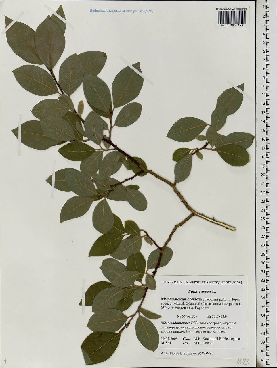 Salix caprea L., Eastern Europe, Northern region (E1) (Russia)