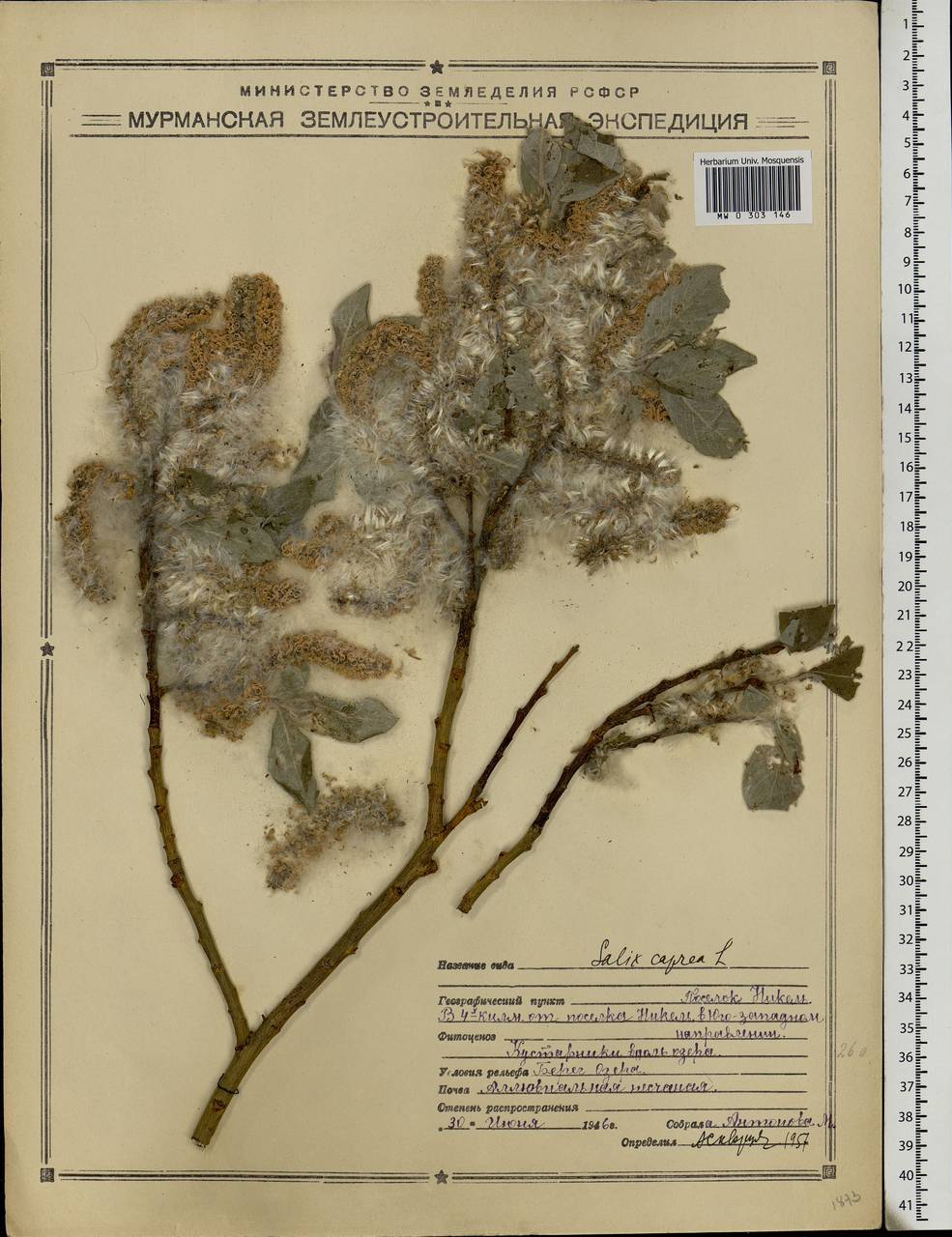 Salix caprea L., Eastern Europe, Northern region (E1) (Russia)