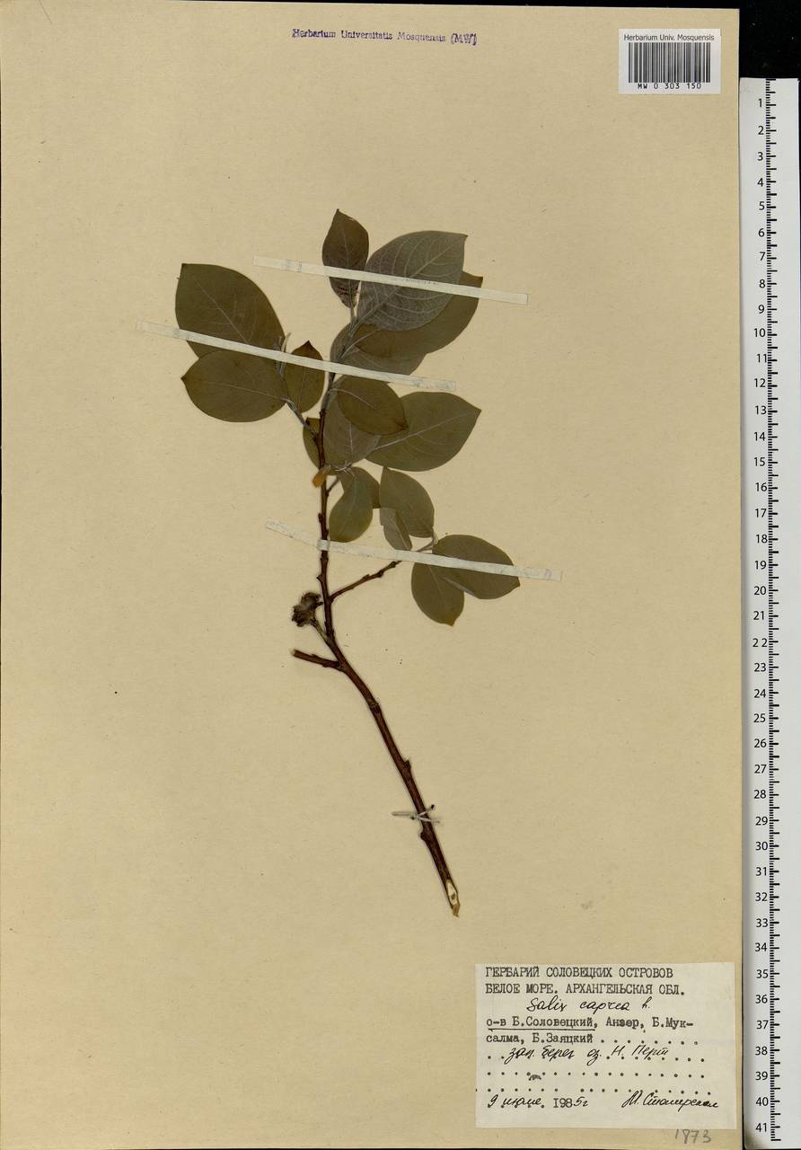 Salix caprea L., Eastern Europe, Northern region (E1) (Russia)