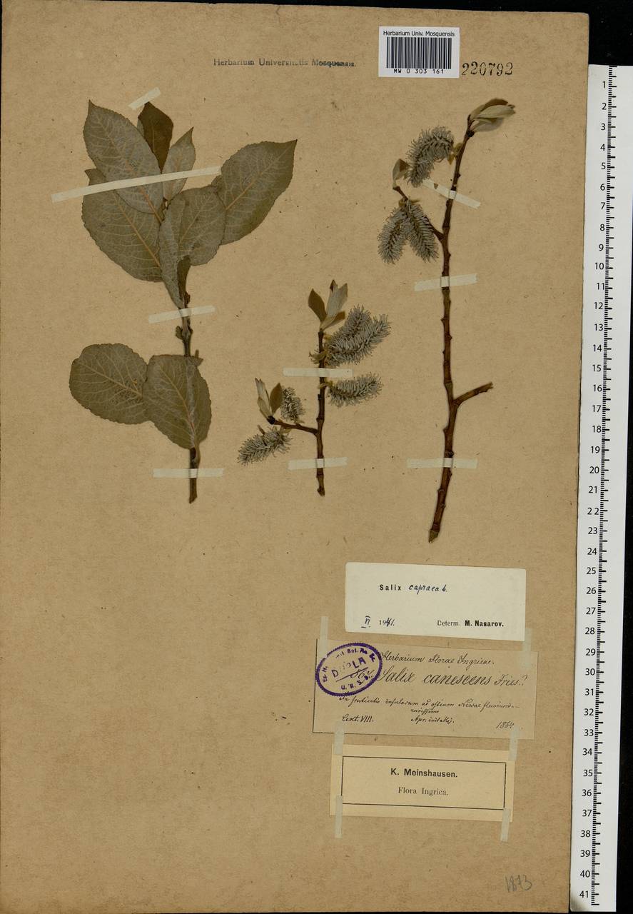 Salix caprea L., Eastern Europe, North-Western region (E2) (Russia)