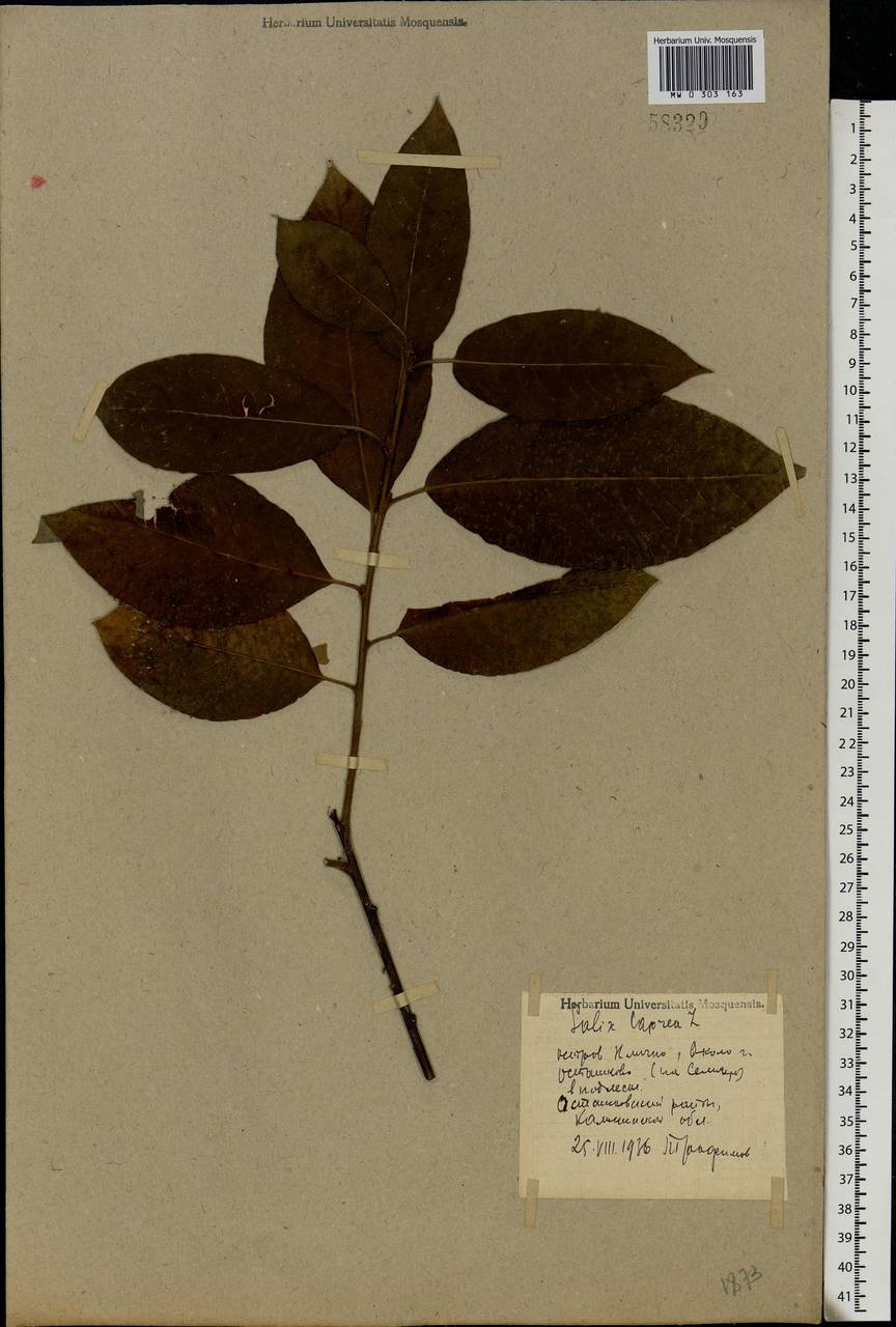 Salix caprea L., Eastern Europe, North-Western region (E2) (Russia)