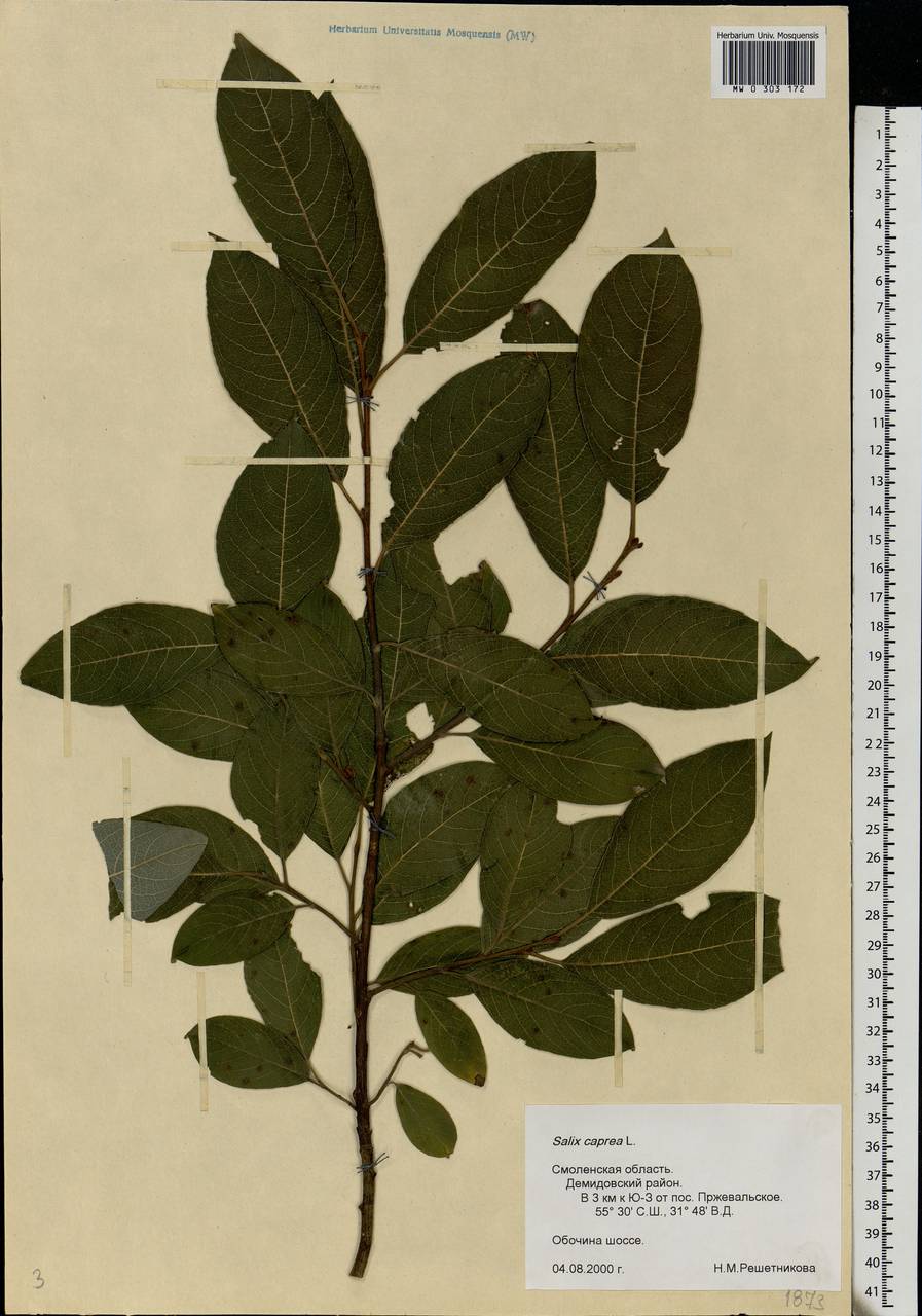 Salix caprea L., Eastern Europe, Western region (E3) (Russia)