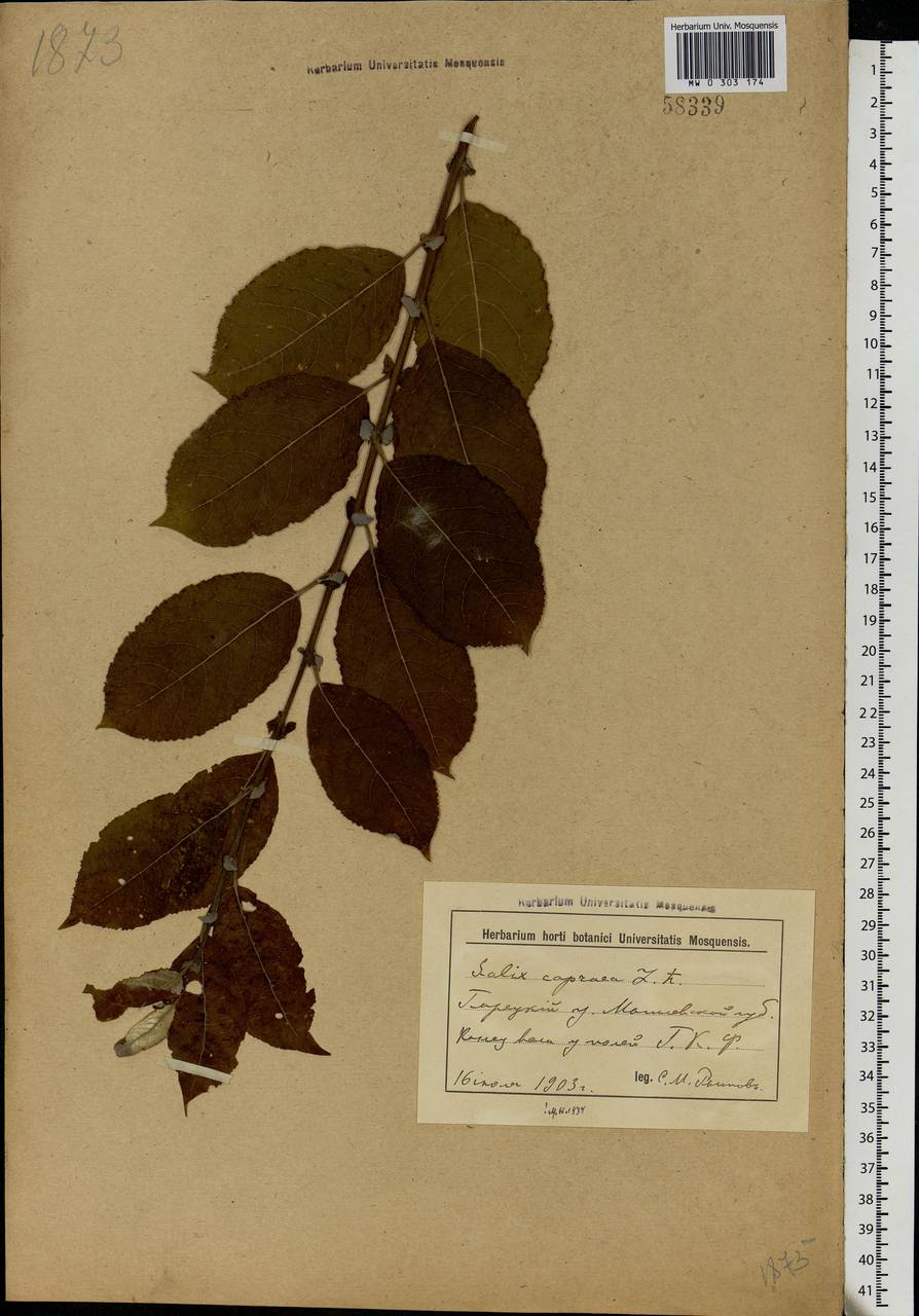 Salix caprea L., Eastern Europe, Belarus (E3a) (Belarus)