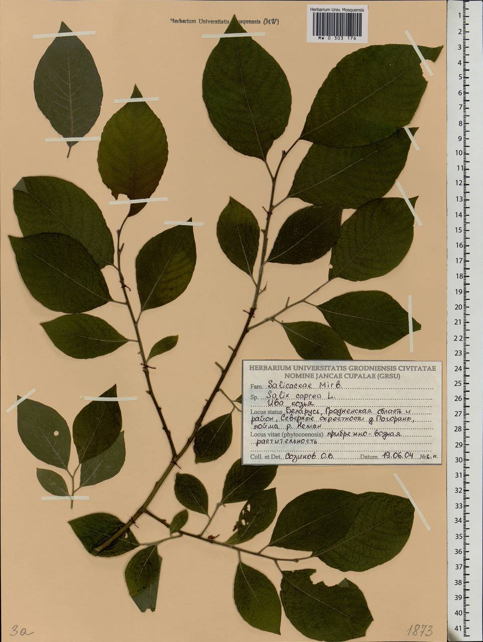Salix caprea L., Eastern Europe, Belarus (E3a) (Belarus)