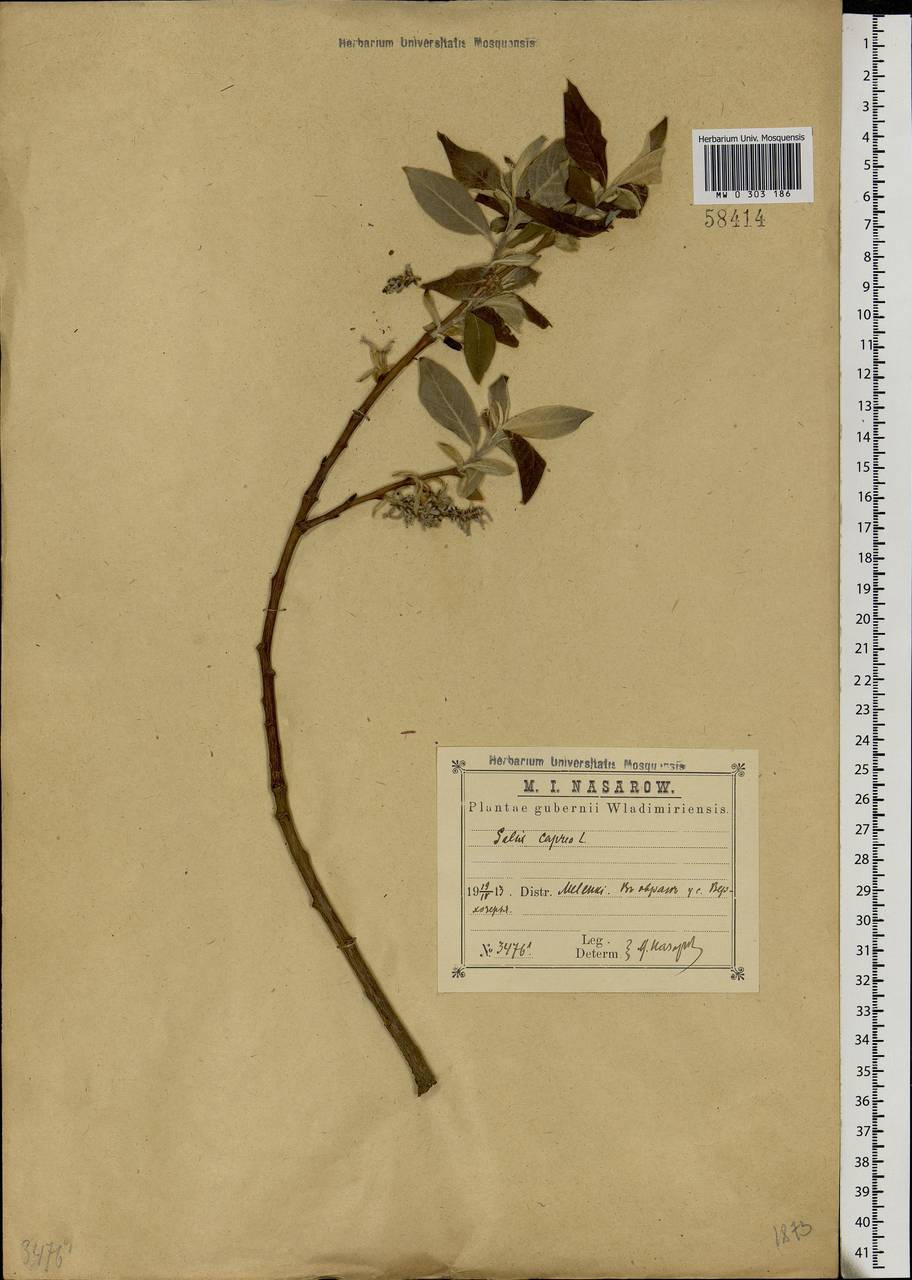Salix caprea L., Eastern Europe, Central region (E4) (Russia)