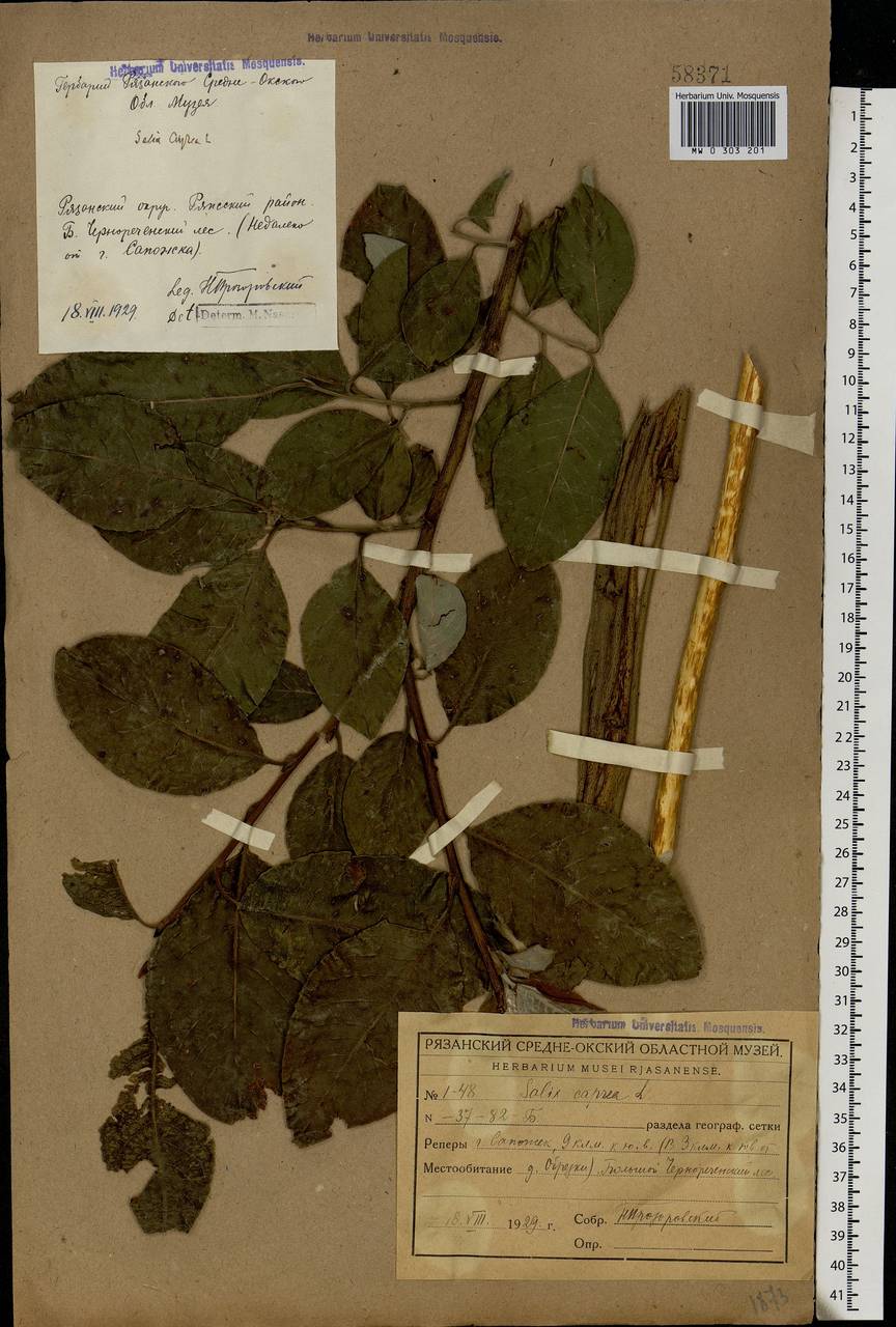 Salix caprea L., Eastern Europe, Central region (E4) (Russia)