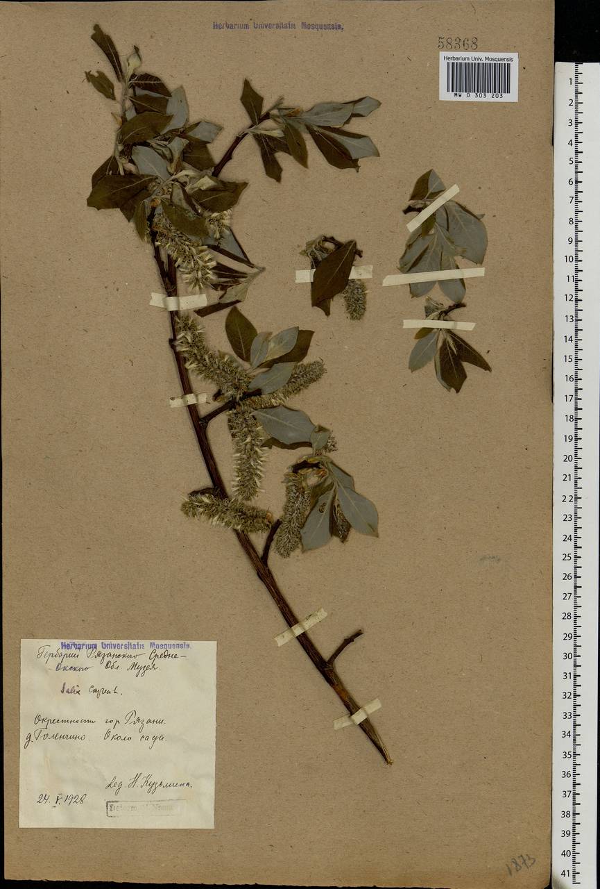 Salix caprea L., Eastern Europe, Central region (E4) (Russia)