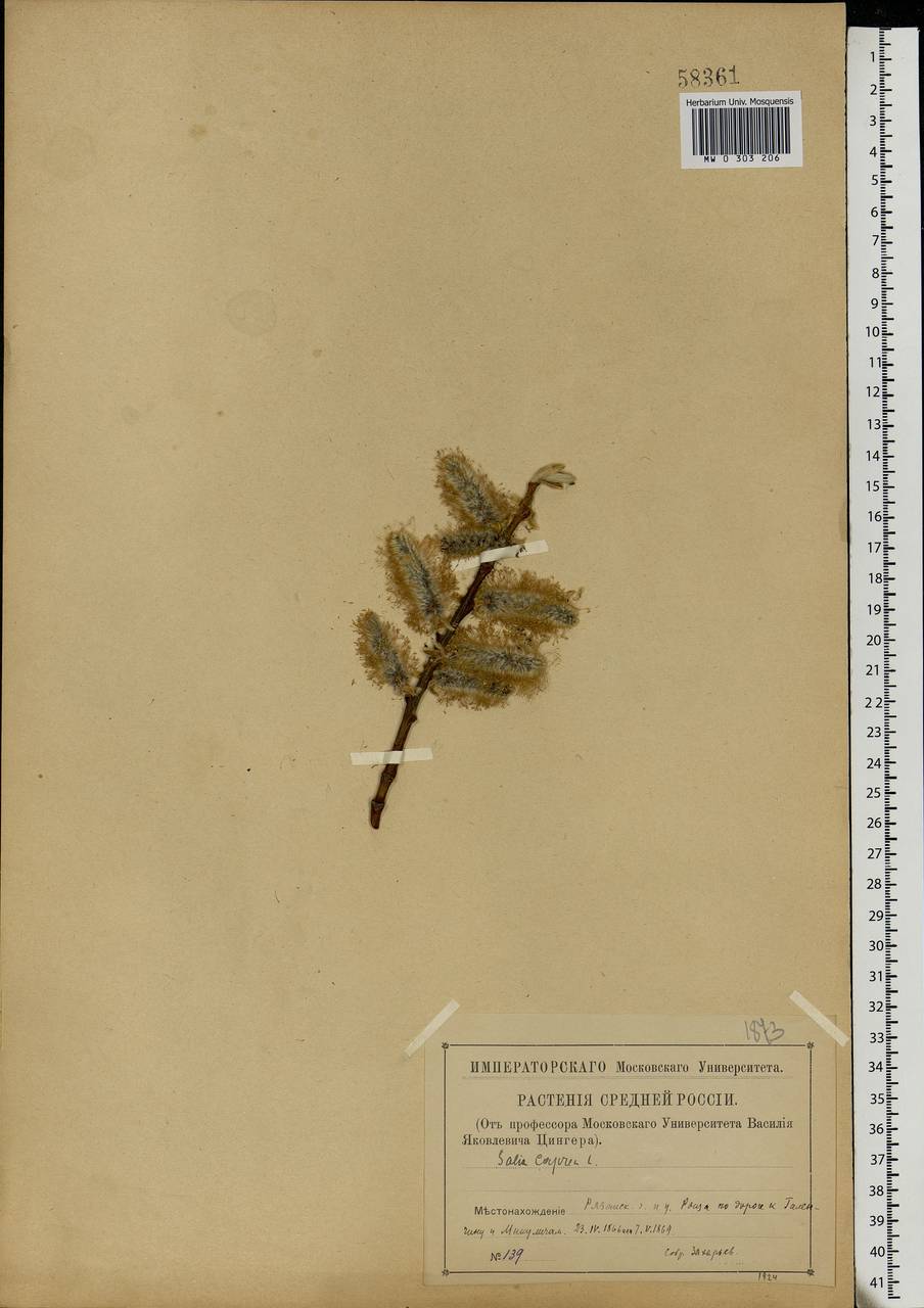 Salix caprea L., Eastern Europe, Central region (E4) (Russia)