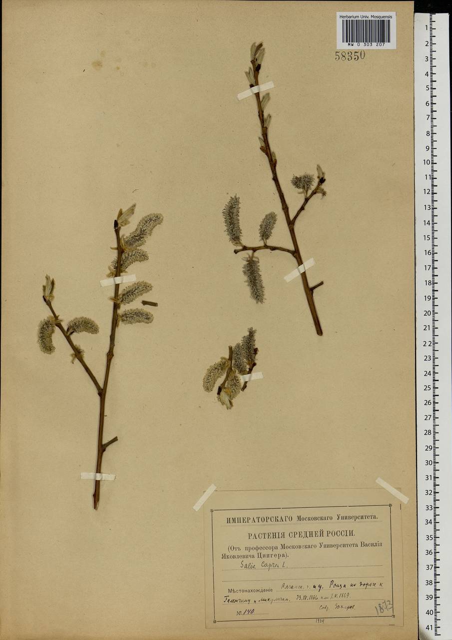 Salix caprea L., Eastern Europe, Central region (E4) (Russia)