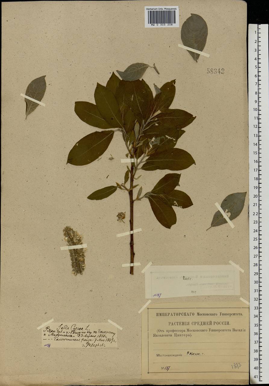 Salix caprea L., Eastern Europe, Central region (E4) (Russia)