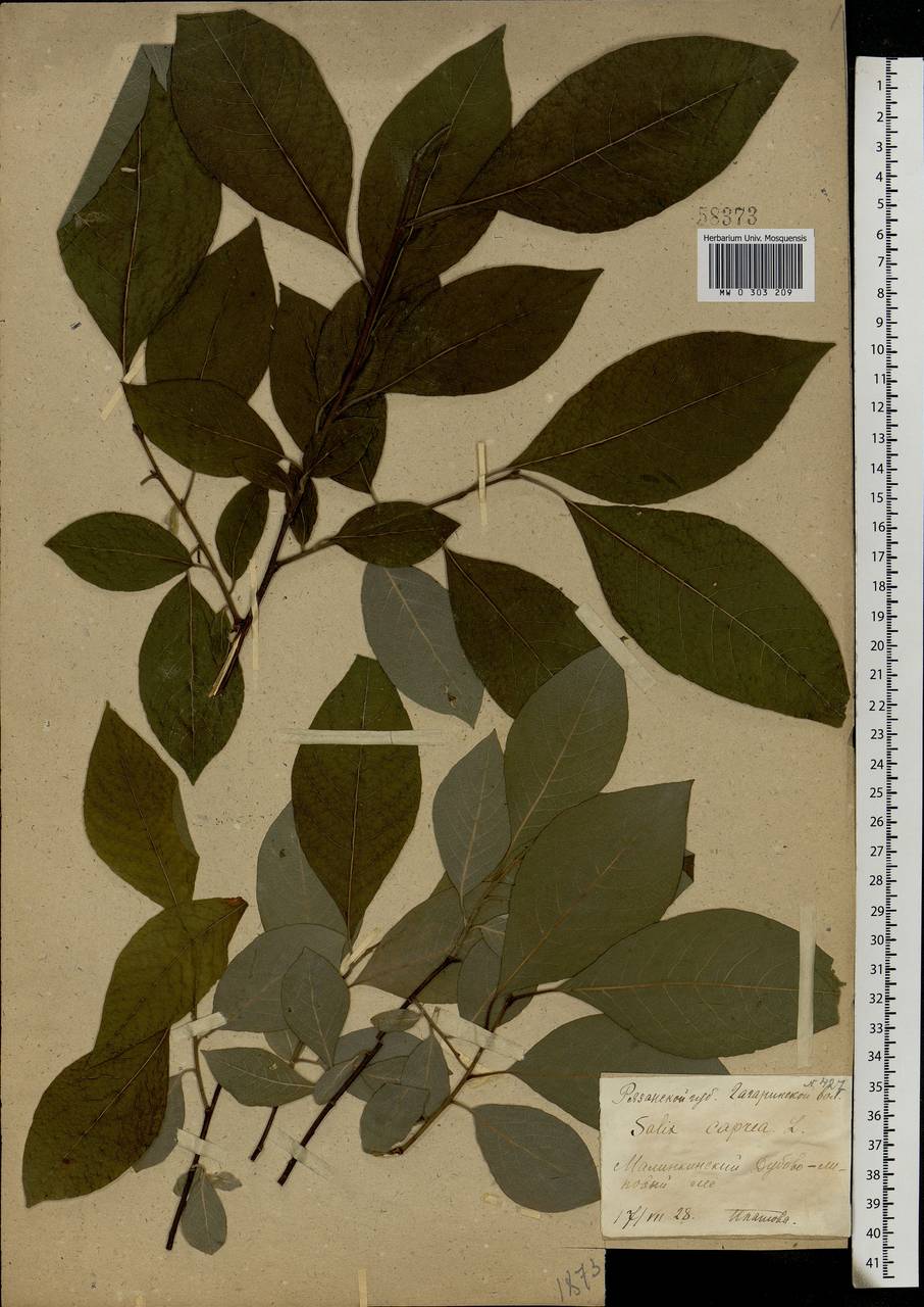 Salix caprea L., Eastern Europe, Central region (E4) (Russia)