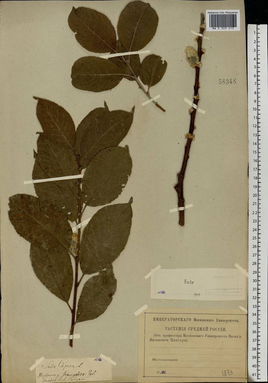 Salix caprea L., Eastern Europe, Central region (E4) (Russia)