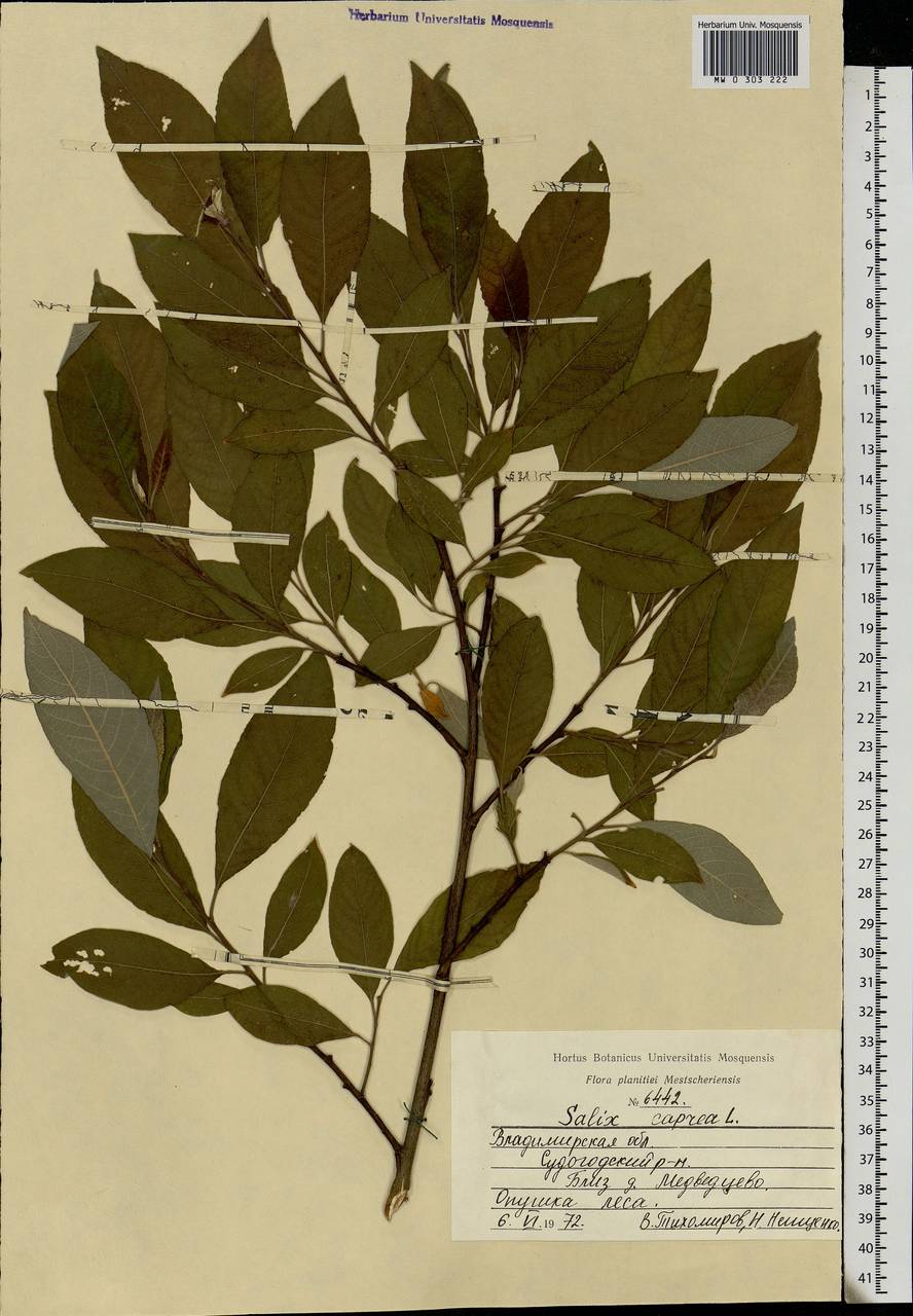 Salix caprea L., Eastern Europe, Central region (E4) (Russia)