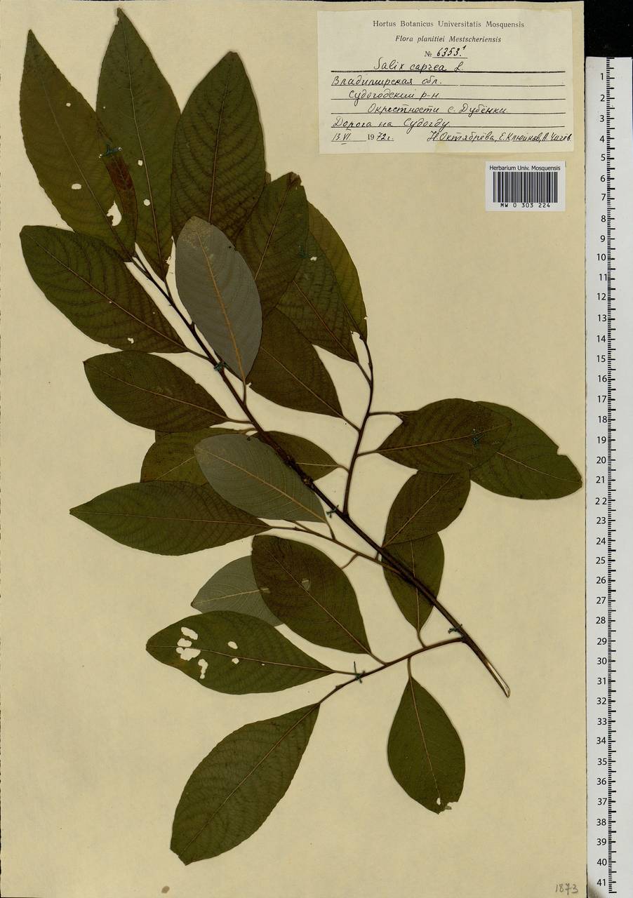 Salix caprea L., Eastern Europe, Central region (E4) (Russia)