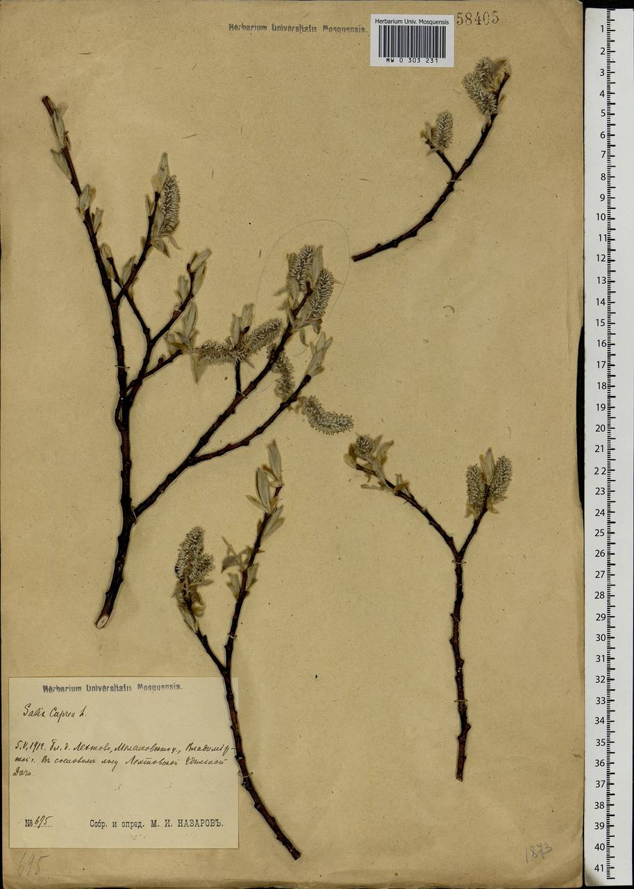 Salix caprea L., Eastern Europe, Central region (E4) (Russia)