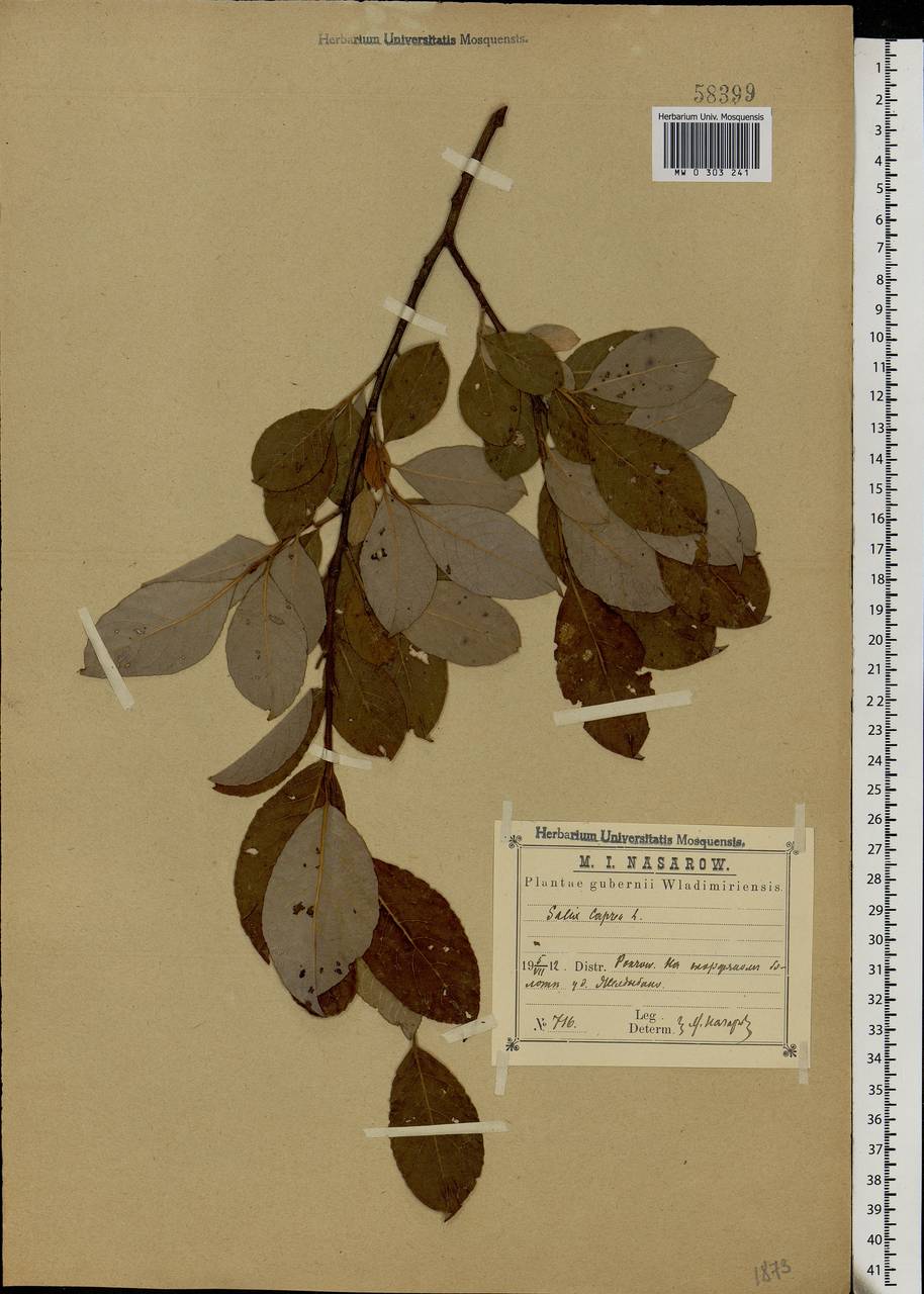 Salix caprea L., Eastern Europe, Central region (E4) (Russia)